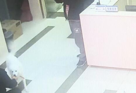 有問(wèn)題找警察，薩摩耶派出所報(bào)案，不注意這件事，對(duì)狗狗致命，警察蜀黍卻幫不上忙！