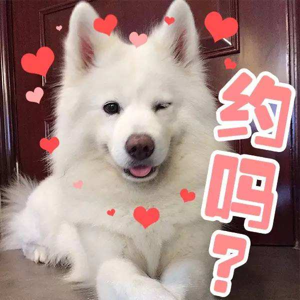 有問(wèn)題找警察，薩摩耶派出所報(bào)案，不注意這件事，對(duì)狗狗致命，警察蜀黍卻幫不上忙！