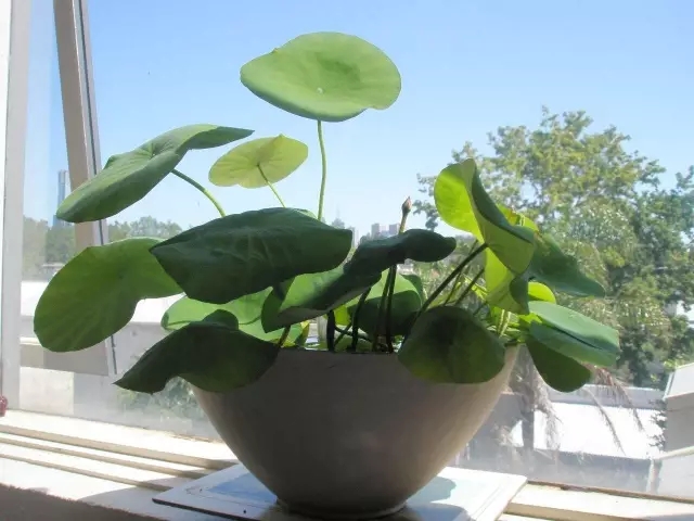 甲醛超標(biāo)怎么辦？這些簡單小方法完爆活性炭