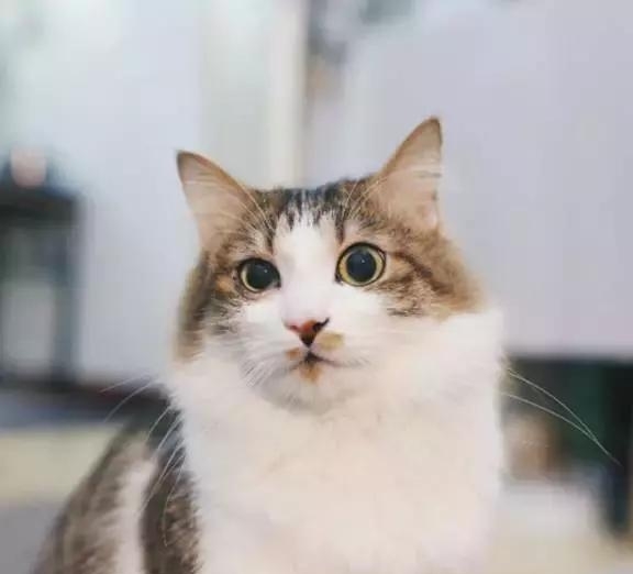 21天3000元重裝出租屋 除甲醛莫忘記！