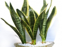 浙江甲醛多少年能釋放完，如降低甲醛濃度？