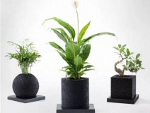 怎么甲醛治理靠得牢？竹炭、植物成最大“騙局”