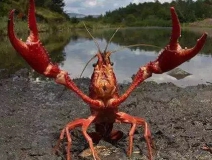 十三香、麻辣、清蒸、冰鎮(zhèn)小龍蝦，我卻吃到了甲醛“毒”龍蝦！