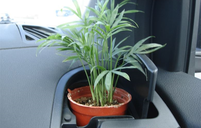 哭笑不得！這三個誤解居然讓車內(nèi)甲醛超標(biāo)嚴(yán)重！